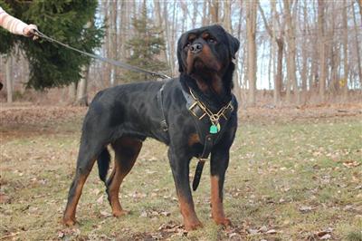 PHAROH EARL ANTONIUS