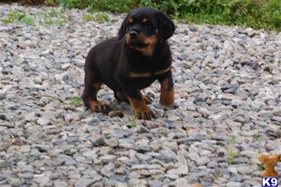 Female available