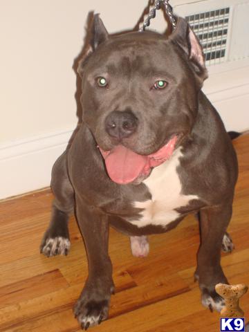 GOTTI