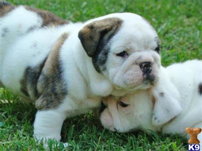 akc English Bulldog puppies