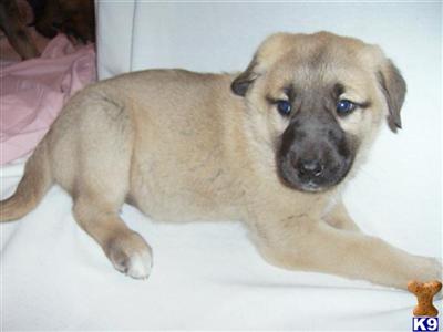 Anatolian Shepherd Puppies for sale