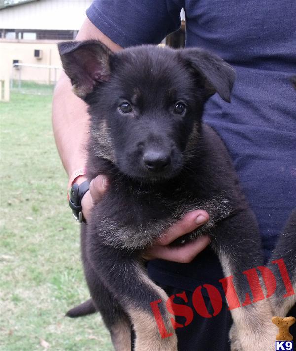 Working Line German Shepherd Pups for Sale