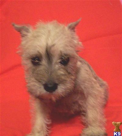 AKC  7 WKS Female Wheaton/Salt  Pepper Miniature Schnauzer About 3 pounds Adorable