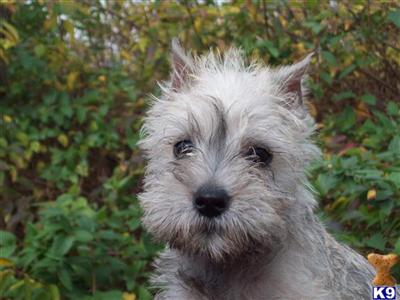 X-Small Miniature Schnauzer Female Salt  Pepper Lily