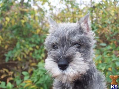 X-Small Miniature Schnauzer Female Salt  Pepper