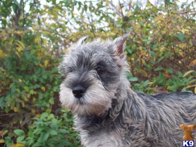 X-Small Miniature Schnauzer Female Salt  Pepper 8 WKS