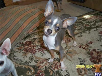 DJs Chihuahuas LITTLE BIG MAN