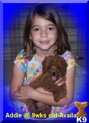 Female 2 Toy Red Poodle
