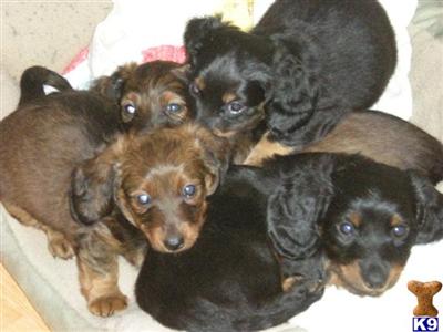 Minature Long Hair Dachshund Puppies