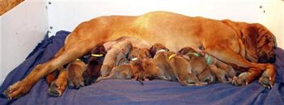 www.boernersbloodhounds.com