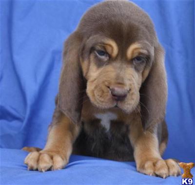 AKC Bloodhound Pups - www.boernersbloodhounds.com