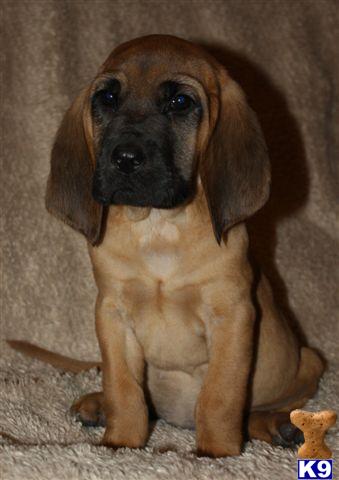 AKC Bloodhound - www.boernersbloodhounds.com