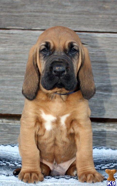 AKC Bloodhound - www.boernersbloodhounds.com
