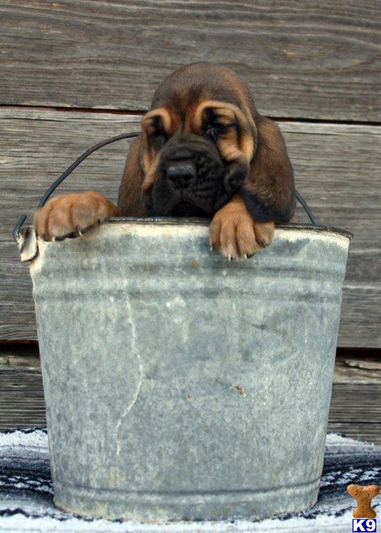 AKC Bloodhound Pups - www.boernersbloodhounds.com