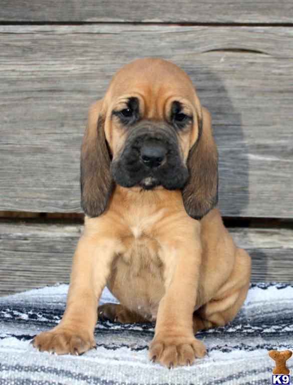 AKC Bloodhound - www.boernersbloodhounds.com