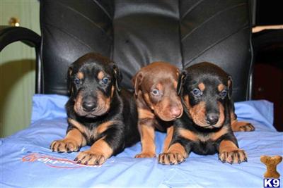 BEAUTIFUL DOBERMAN PUPPIES AKC 