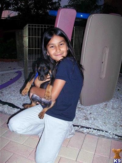 Beautiful Doberman puppies for sale