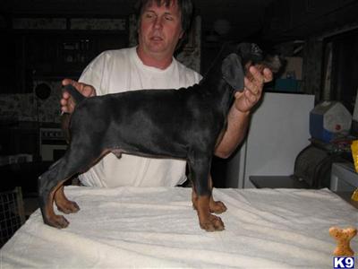 sire 100 European, parents ofa