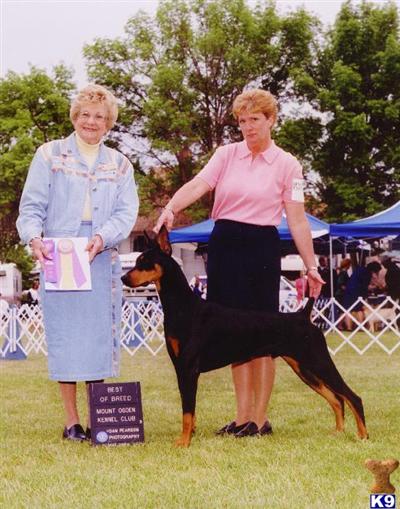 SOLD            Black/rust female pup both parents OFA