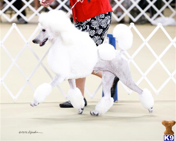 AKC CH PEDIGREES