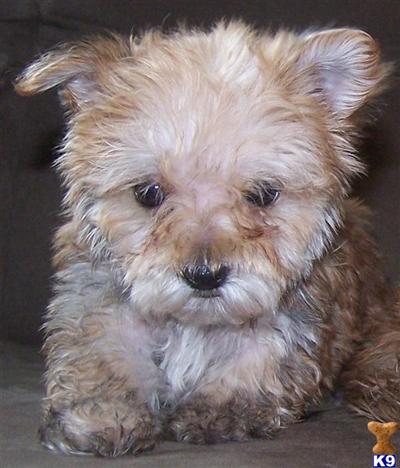 Red Morkies Black trim