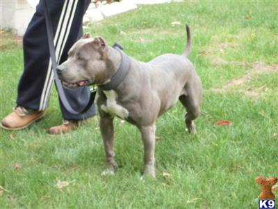 Kujo
