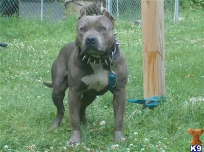 KUJO