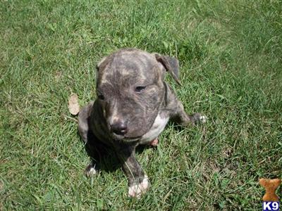 Last Brindle female $300