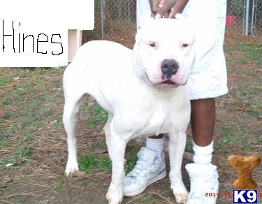 Geromino AKA Hines