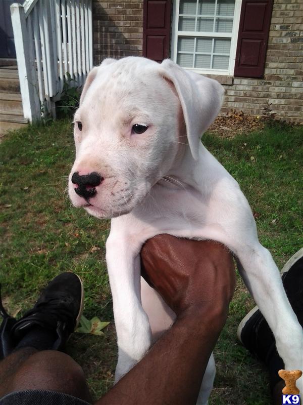 Gorgeous pups FCI registered