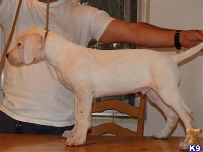 Dogo+argentino+puppies+for+sale+in+miami