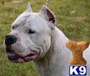 DOGO ARGENTINO PUPPIES