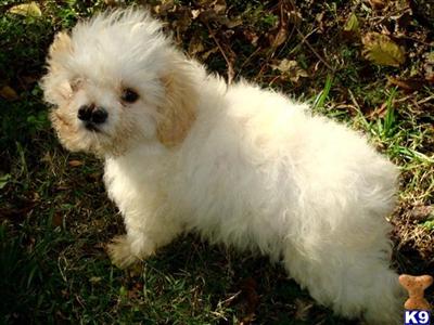 Cockapoo 2