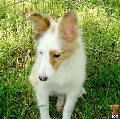 Sable/merle female