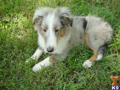 Blue merle AKC female