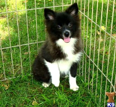 Black/white AKC female pom