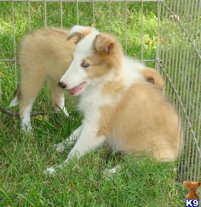 BLUE EYED AKC FEMALE