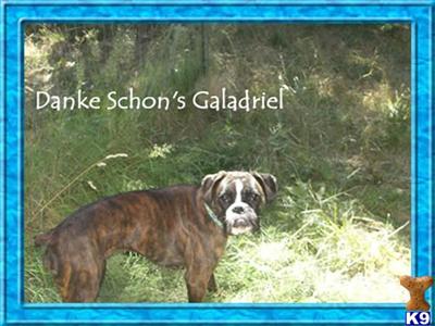 Gala Full European Bloodlines