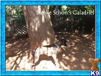 Galadriel Full European Boxer
