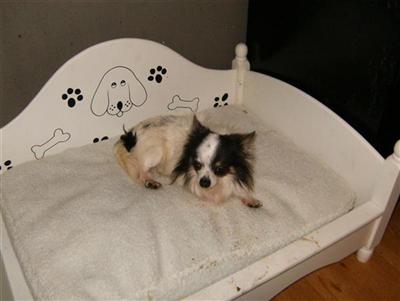 Elvis