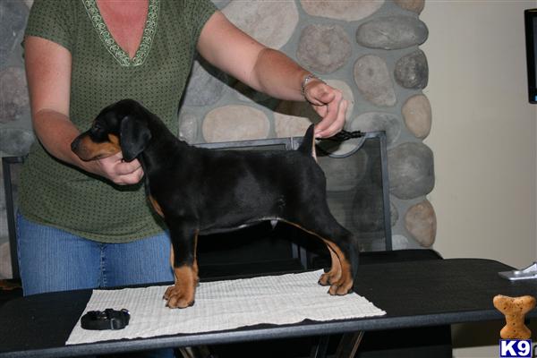 WORLD CHAMPION INAQUI AND MARIENBURG PUPPIES