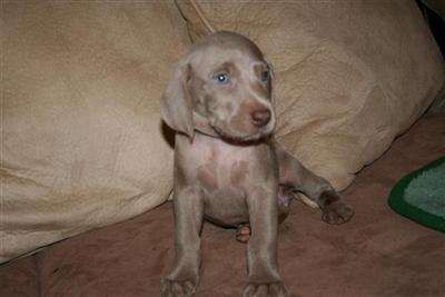 AKC SILVER WEIMARANERS