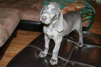 Female Blue AKC Weimaraner