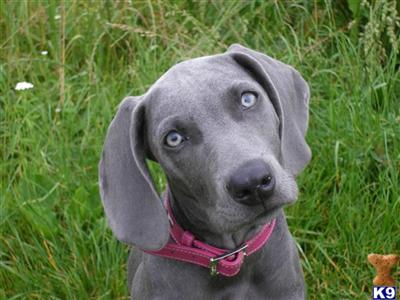 Upcoming litter Blue  Silver