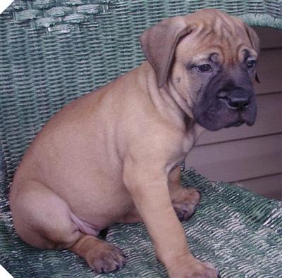 Champion Bloodlines Female-3