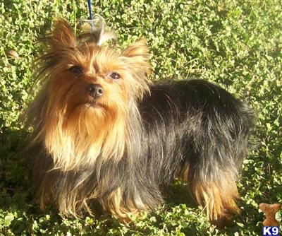Mr. Darcy of Pemberly Yorkies