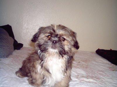 Pippin