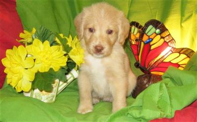 English Labradoodle Puppies