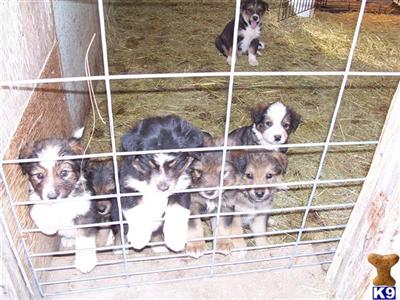 Timbernese mtn pups  REDUCED PRICE
