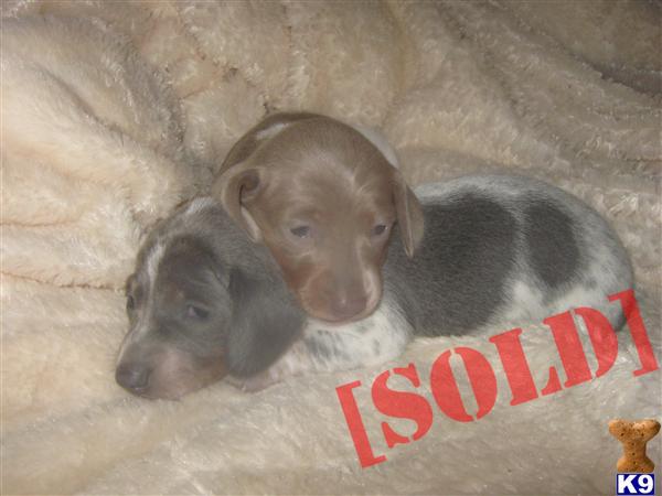  Mini Dachshund puppy for sale